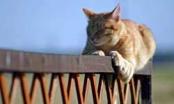 Udomljavanje starijih pasa