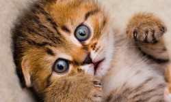 Suspendisse sollicitudin velit