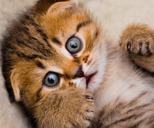 Suspendisse sollicitudin velit