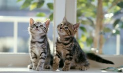 Aliquam congue fermentum nisl