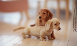 Vestibulum ante ipsum primis