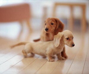 Vestibulum ante ipsum primis