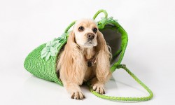 Etiam commodo convallis