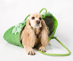 Etiam commodo convallis