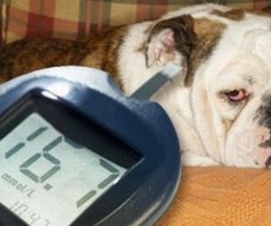 Dijabetes ili sećerna bolest