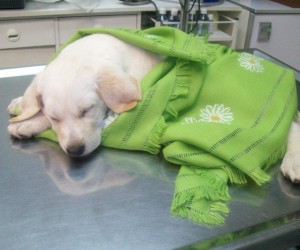 Protiv psećih zaraznih bolesti