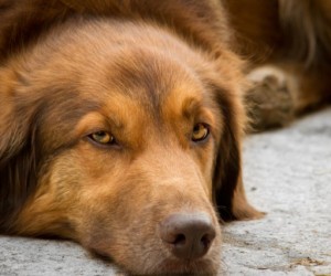 Udomljavanje starijih pasa