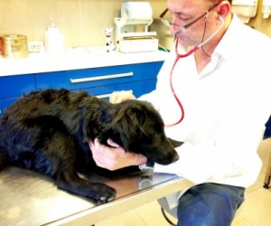 Pregled ili što je kakvo?